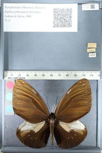 Media type: image;   Entomology 159054